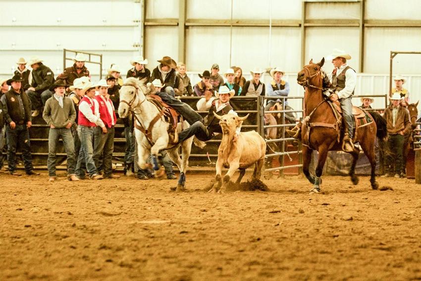 Rustler rodeo cowboy Dalton Burgener sliding off his horse to catch a steer